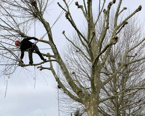 Entreprise élagage 87 à Couzeix-2